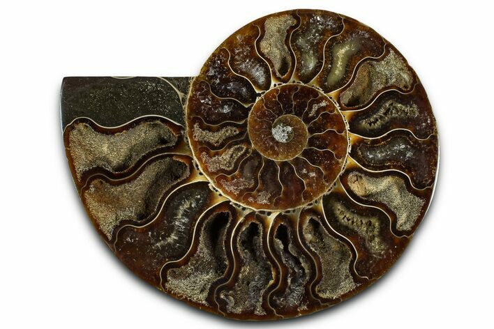 Cut & Polished Ammonite Fossil (Half) - Madagascar #364889